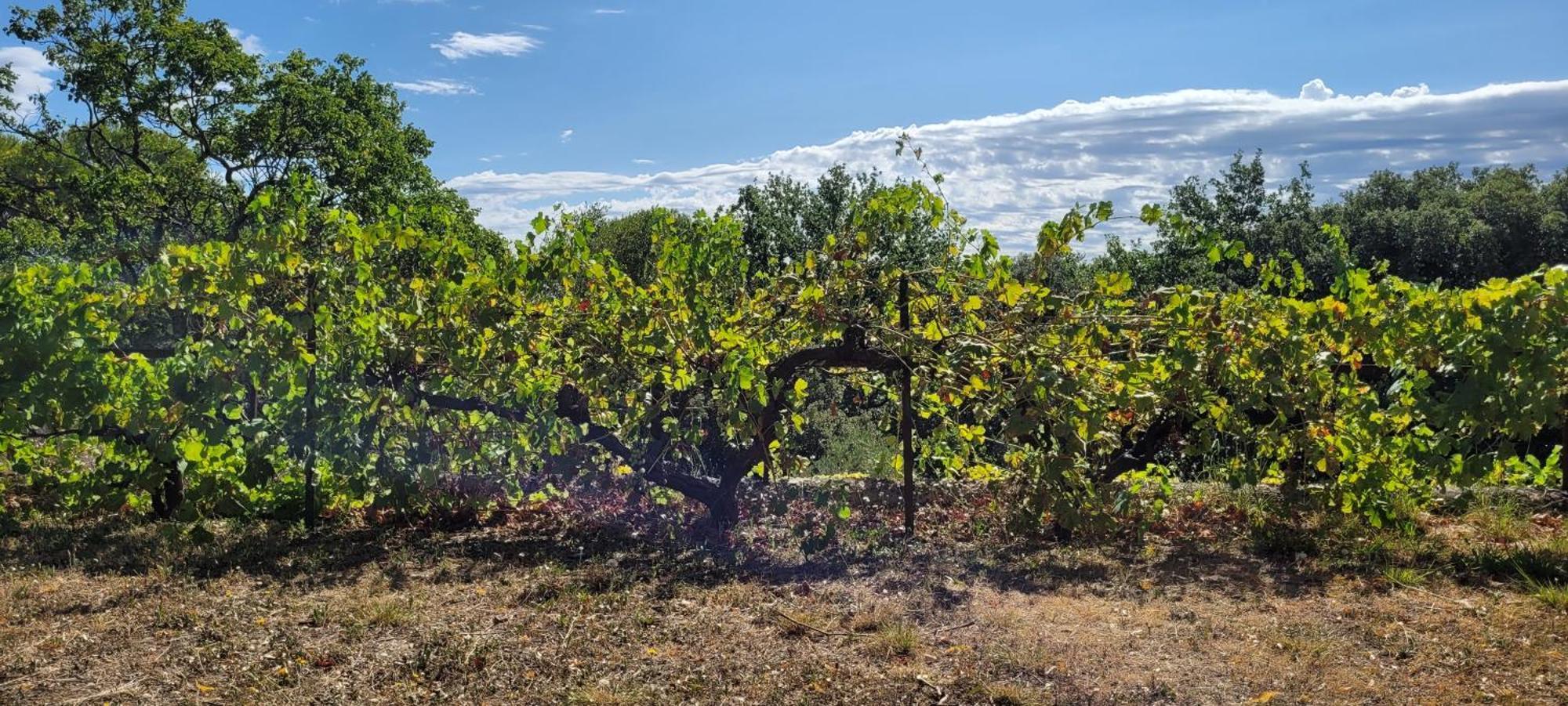 Le Domaine Du Soulier -Gite Et Chambres D'Hotes - La Maison Du Gardien Tornac 外观 照片